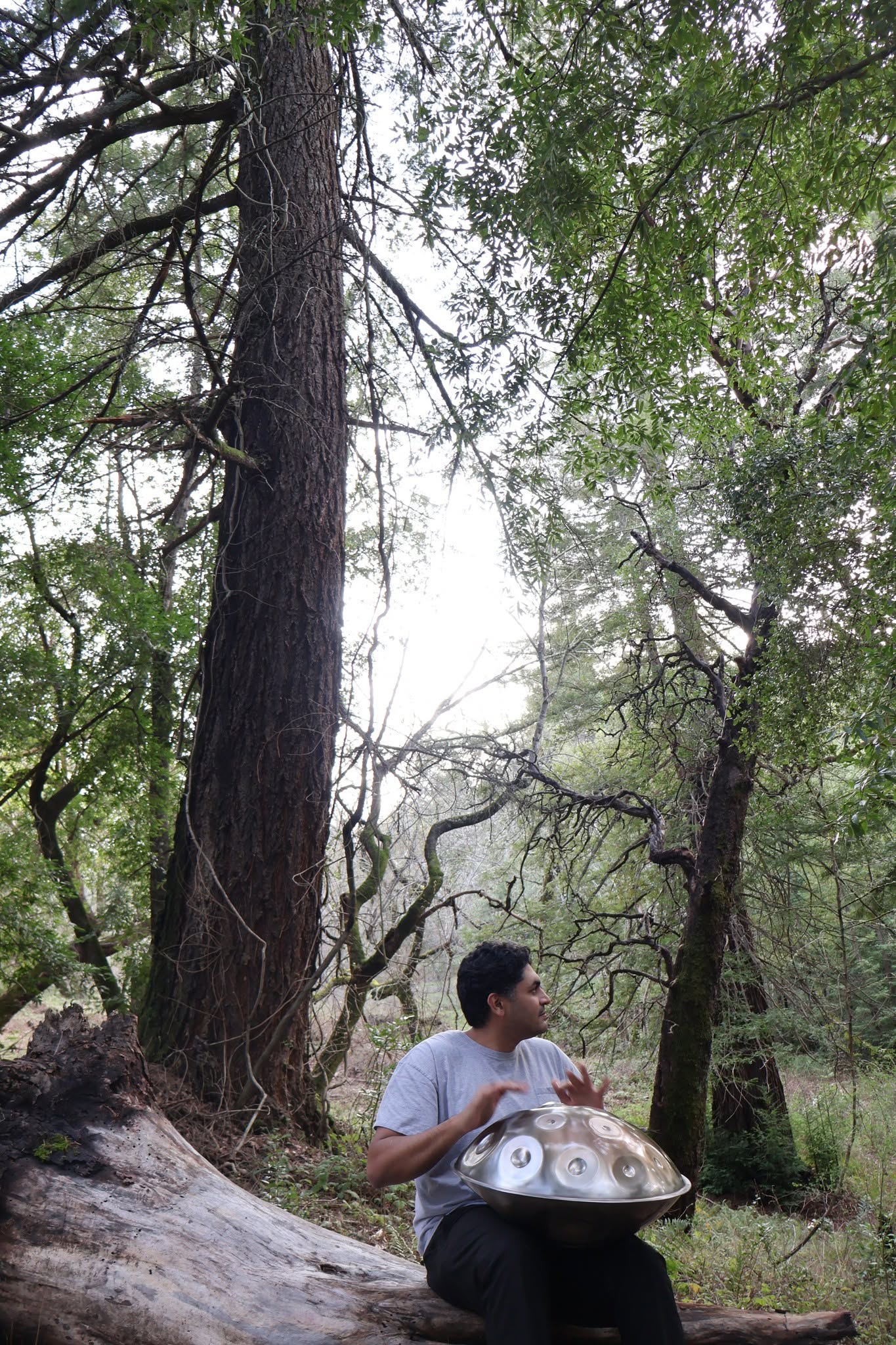 Ash playing handpan on a fallen log in the redwoods
